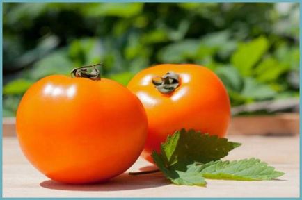 Tomate Descrierea curmale a soiului, feedback-ul de care a cultivat Bush fotografia de