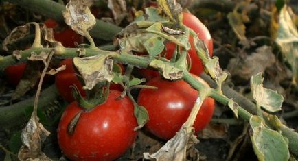 Caracterizarea de tomate curmale și descrierea soiului - pentru detalii!