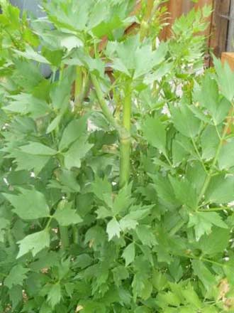 Cultivarea Herb leuștean, utilizare, aplicare (leustean proprietăți utile) Herb cultivarea leuștean, utilizarea, aplicarea