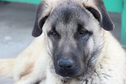 Kangal Turcă (Wolfhound) rasa descriere, fotografie natura