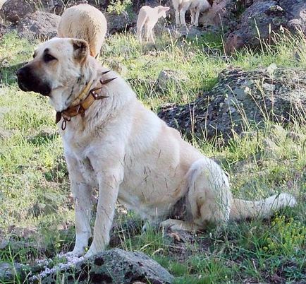 Kangal Turcă (Wolfhound) rasa descriere, fotografie natura