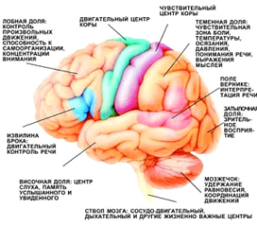 descriere creier Ephippium, funcții
