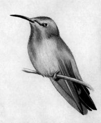Aflați cum să atragă un pescăruș în etape (Vreau să atrag drew Vă mulțumesc) Aflați cum să atragă pas cu pas pescăruș
