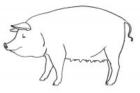 Aflați cum să atragă un pescăruș în etape (Vreau să atrag drew Vă mulțumesc) Aflați cum să atragă pas cu pas pescăruș