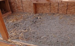 Aflați cum să construiască un sfat practic coteț (șobolani alte mici) Aflați cum să construiască un pui coop sfaturi practice