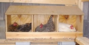 Aflați cum să construiască un sfat practic coteț (șobolani alte animale mici) Aflați cum să construiască un pui coop sfaturi practice