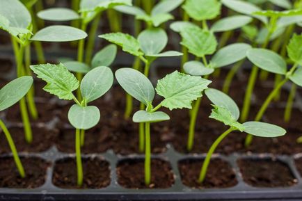 Fertilizator pentru răsaduri de castravete (puieți) Fertilizator pentru răsaduri de castravete