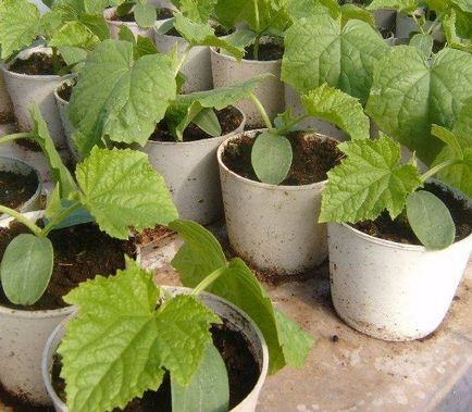 Fertilizator pentru răsaduri de castravete (îngrășământ) Fertilizator pentru răsaduri de castravete