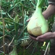 Îngrășăminte pentru răsaduri de castravete (grădină articole de grădină proaspete) Fertilizator pentru răsaduri de castravete