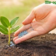 Îngrășăminte pentru răsaduri de castravete (articole proaspete de gradina) Fertilizator pentru răsaduri de castravete