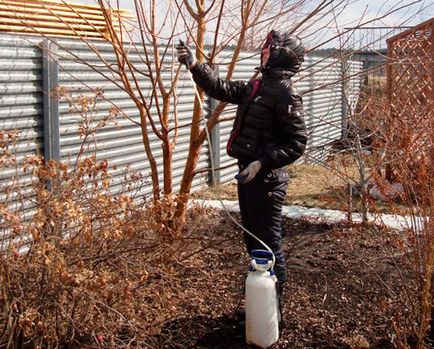 Uree fertilizare in gradina gradinari comentarii