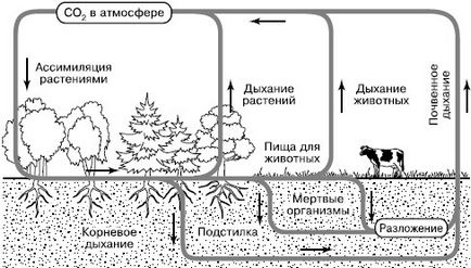 carbon, carbon ca element chimic este baza vieții