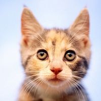 Nasul uscat pisica ar trebui să fie îngrijorat (temperatura corpului animalului) Nasul uscat pisica ar trebui să fie îngrijorat