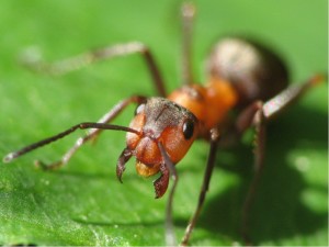 Ant mușcă consecințele și posibilele pericole, metode de tratament