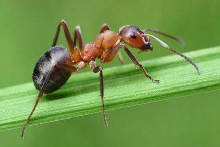 simptome de mușcături Ant, tratarea, utilizarea, remedii populare