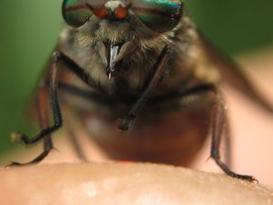 simptome muscatura Horsefly, tratament