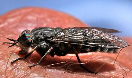 simptome muscatura Horsefly, tratament