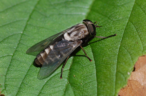 simptome muscatura Horsefly, tratament