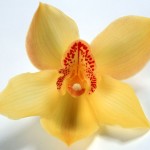 Orhideele putrezi rădăcinile, ce să facă pas cu pas