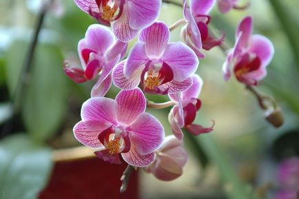 Orhideele putrezi rădăcinile, ce să facă pas cu pas