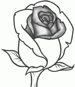 Lecția de desen cum să atragă un trandafir