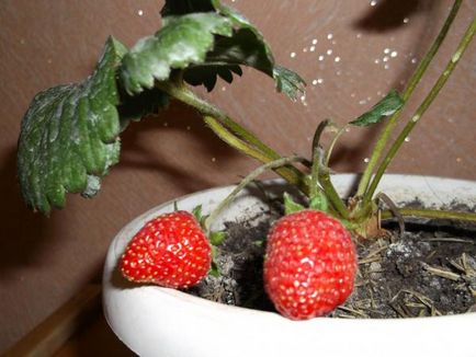 cultivarea cu succes a căpșuni la domiciliu (în apartament)
