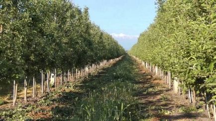 Menținerea grădină în primăvară în special în tratamentul de uree a dăunătorilor cu mâinile lor, fotografii și clipuri video (în primăvară) Menținerea grădină în primăvară în special în tratamentul de uree a dăunătorilor cu mâinile lor, foto și video