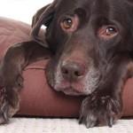 Grija pentru un câine urechi și urechile câinelui pot fi curățate la domiciliu