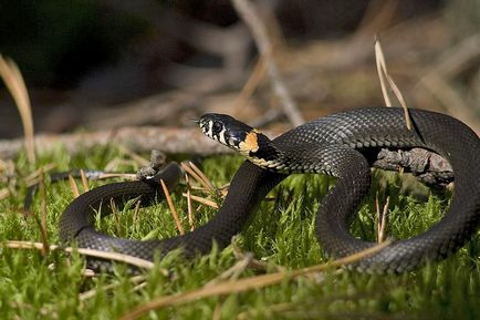 Oh, o fotografie de șarpe, un șarpe comun non-otrăvitoare