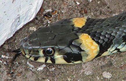 Oh, o fotografie de șarpe, un șarpe comun non-otrăvitoare