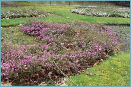 Ling de plantare, îngrijire și foto, reproducere și de reproducere soiuri, îngrășăminte și fertilizarea