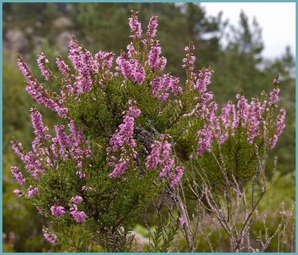 Ling de plantare, îngrijire și foto, reproducere și de reproducere soiuri, îngrășăminte și fertilizarea