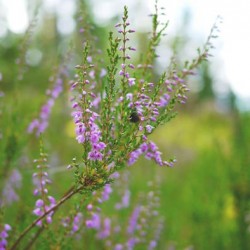 Ling de plantare, îngrijire și foto, reproducere și de reproducere soiuri, îngrășăminte și fertilizarea