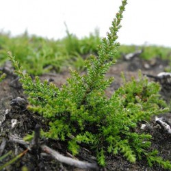 Ling de plantare, îngrijire și foto, reproducere și de reproducere soiuri, îngrășăminte și fertilizarea