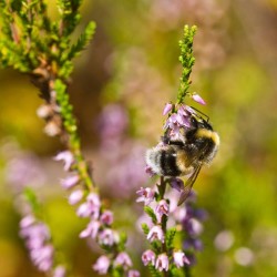 Ling de plantare, îngrijire și foto, reproducere și de reproducere soiuri, îngrășăminte și fertilizarea