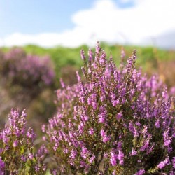 Ling de plantare, îngrijire și foto, reproducere și de reproducere soiuri, îngrășăminte și fertilizarea