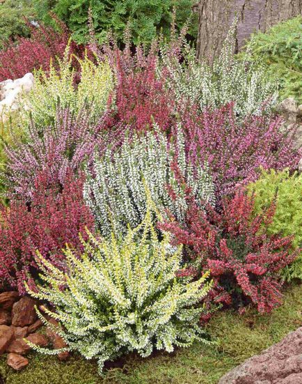 plantare Heather și de îngrijire în câmp deschis, în creștere din semințe, clasa fotografie