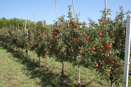 Alege răsadurile de pomi fructiferi