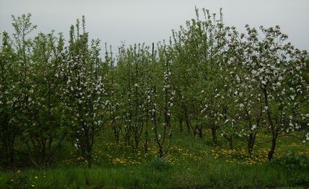 Alege răsadurile de pomi fructiferi