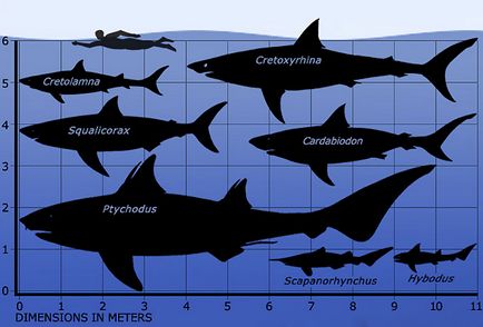 Tipuri de rechini vechi, rechin fosili