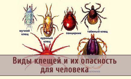 specii acarianul și amenințarea lor la om