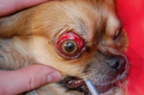Pierderea unui ochi la câini
