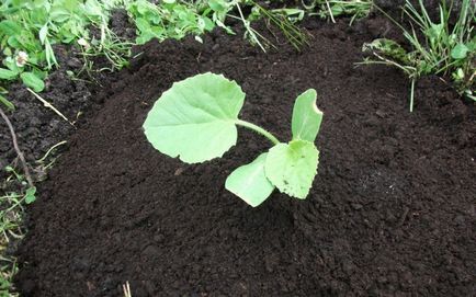 Grow o răsaduri de dovleac cum să planteze semințe și răsaduri sunt plantate în pământ