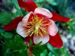 Cultivarea Aquilegia de plantare și îngrijire (65 poze), în câmp deschis, de clasă, acasă, de la