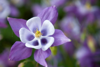 Cultivarea Aquilegia de plantare și îngrijire (65 poze), în câmp deschis, de clasă, acasă, de la