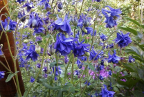 Cultivarea Aquilegia de plantare și îngrijire (65 poze), în câmp deschis, de clasă, acasă, de la