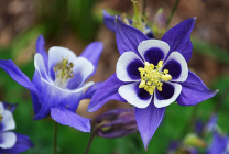 Cultivarea Aquilegia de plantare și îngrijire (65 poze), în câmp deschis, de clasă, acasă, de la