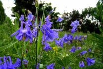 Cultivarea Aquilegia de plantare și îngrijire (65 poze), în câmp deschis, de clasă, acasă, de la