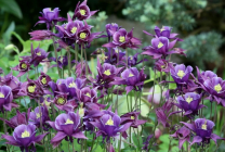 Cultivarea Aquilegia de plantare și îngrijire (65 poze), în câmp deschis, de clasă, acasă, de la