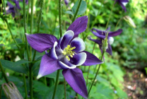 Cultivarea Aquilegia de plantare și îngrijire (65 poze), în câmp deschis, de clasă, acasă, de la